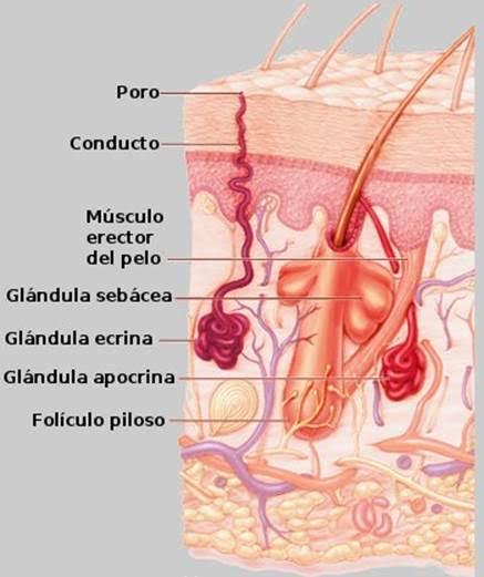 bromhidrosis